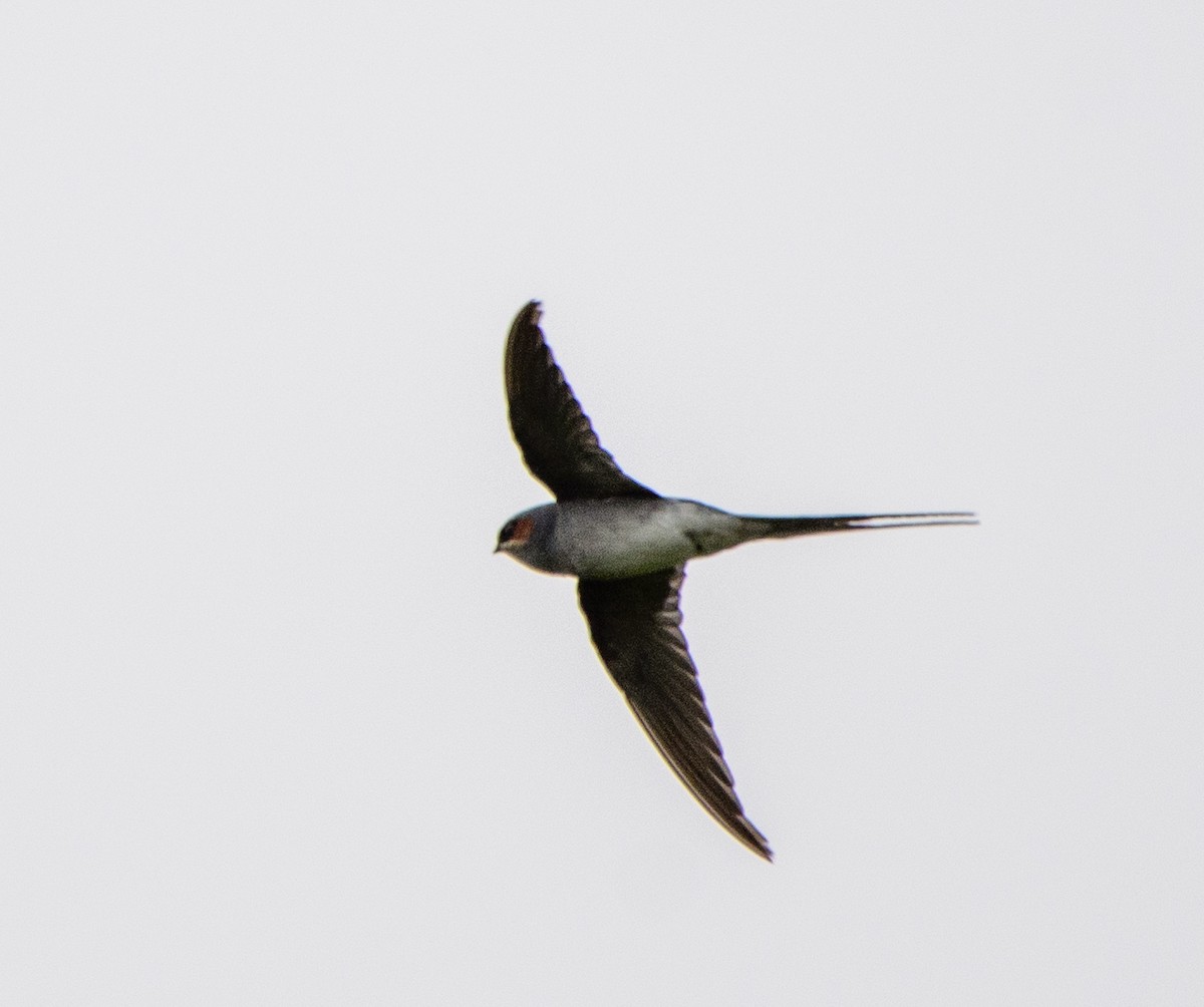 Crested Treeswift - ML638786042