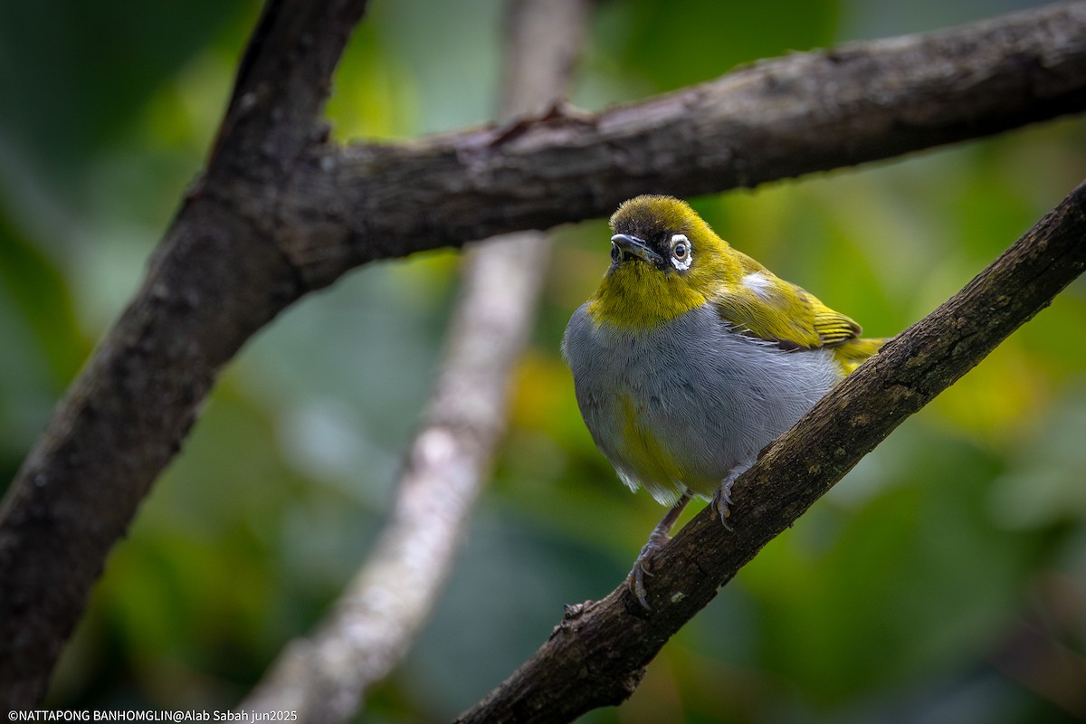 Black-capped White-eye - ML638786069