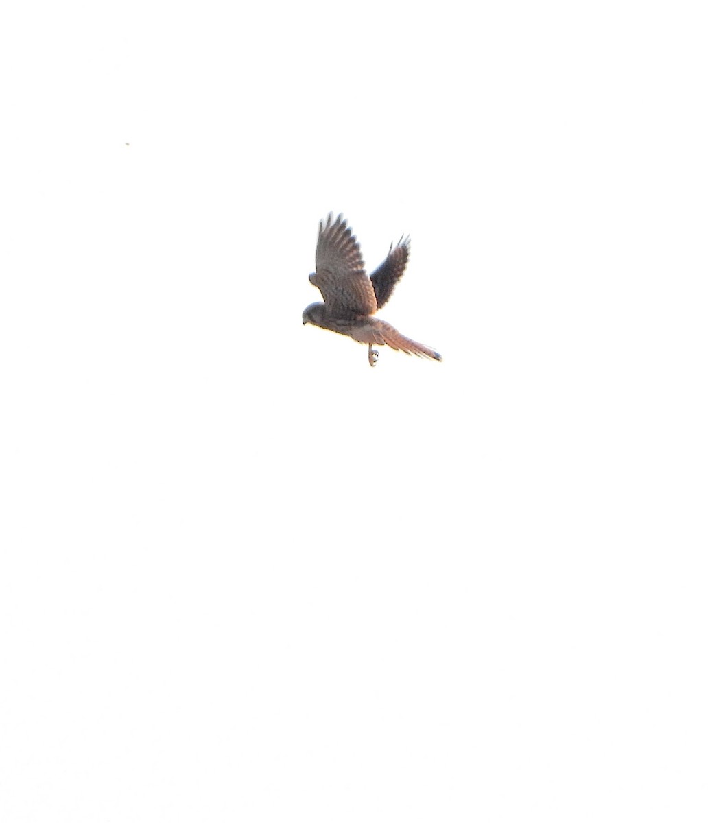 Eurasian Kestrel - ML638786071