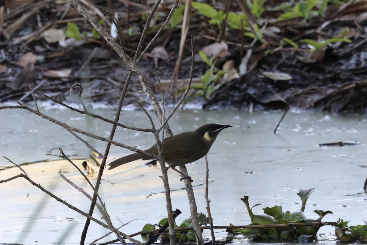 Lewin's Honeyeater - ML638786076