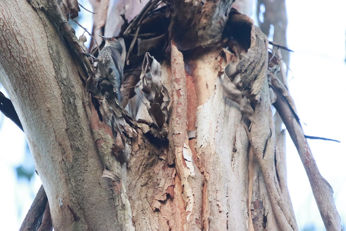 Red-browed Treecreeper - ML638786078