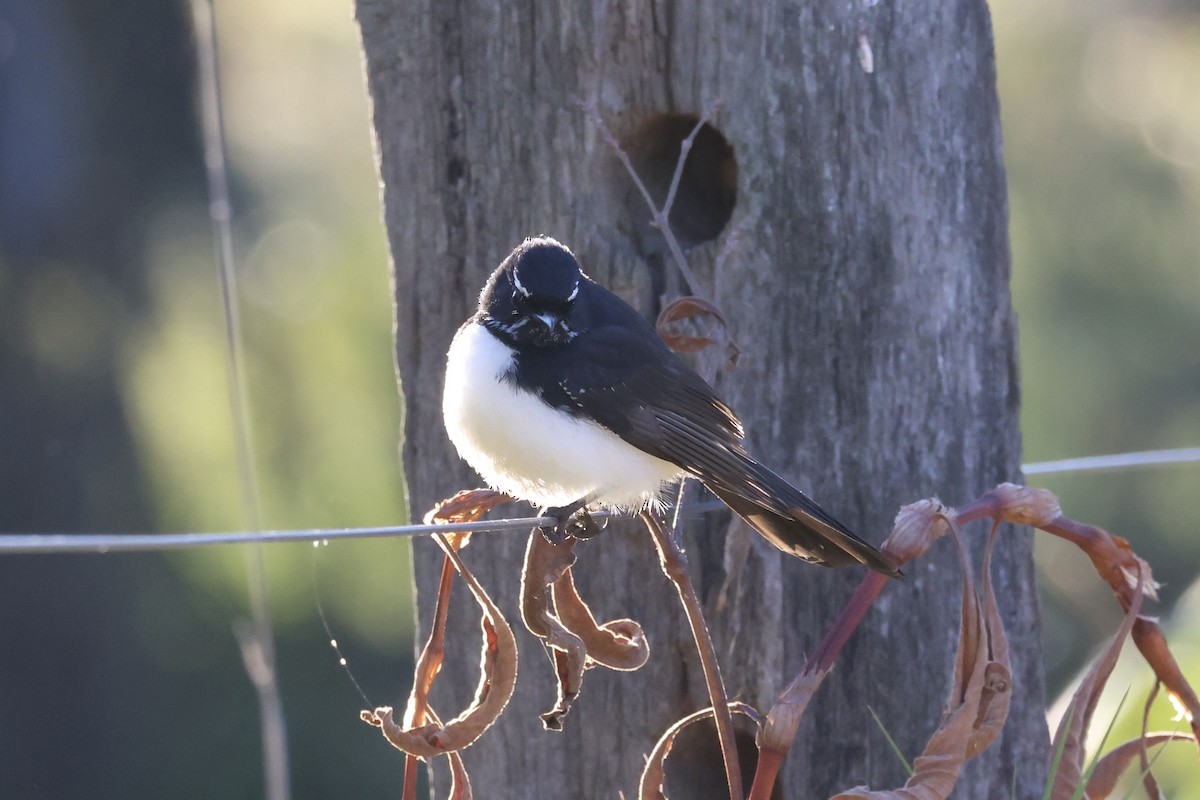 Willie-wagtail - ML638786079