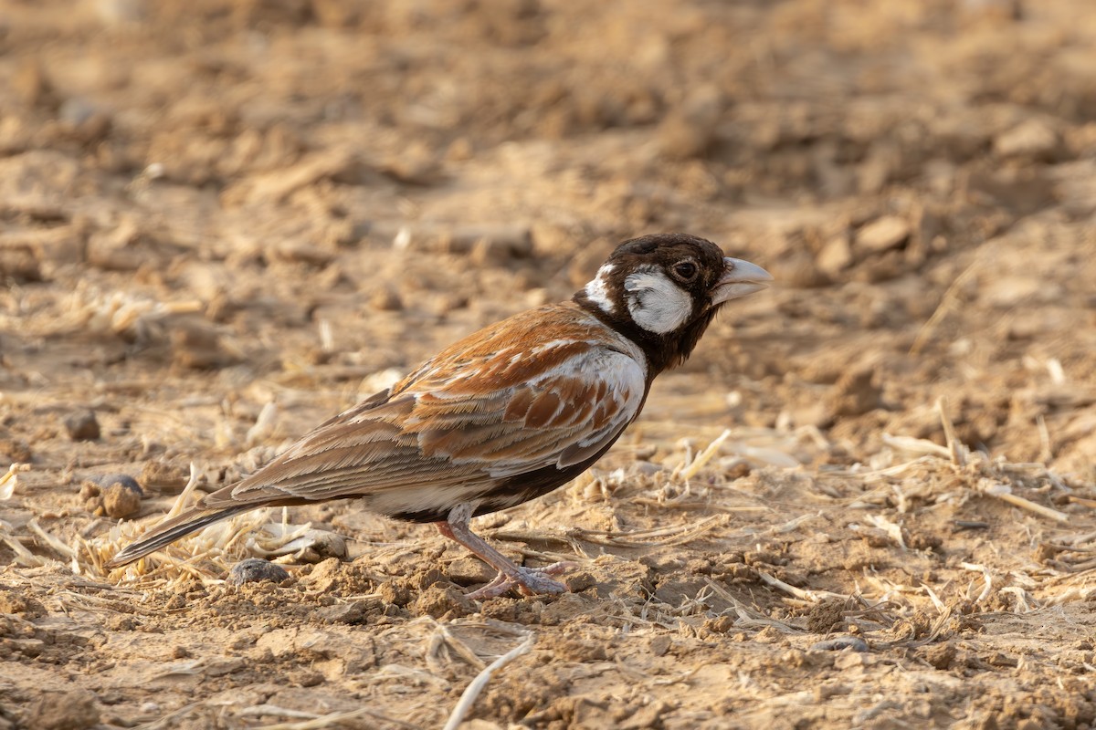 Chestnut-backed Sparrow-Lark - ML638786080