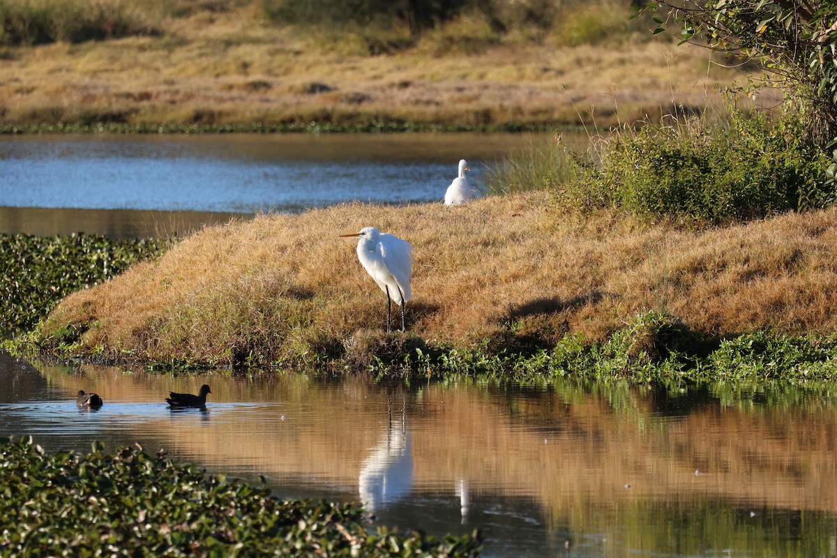 Plumed Egret - ML638786081