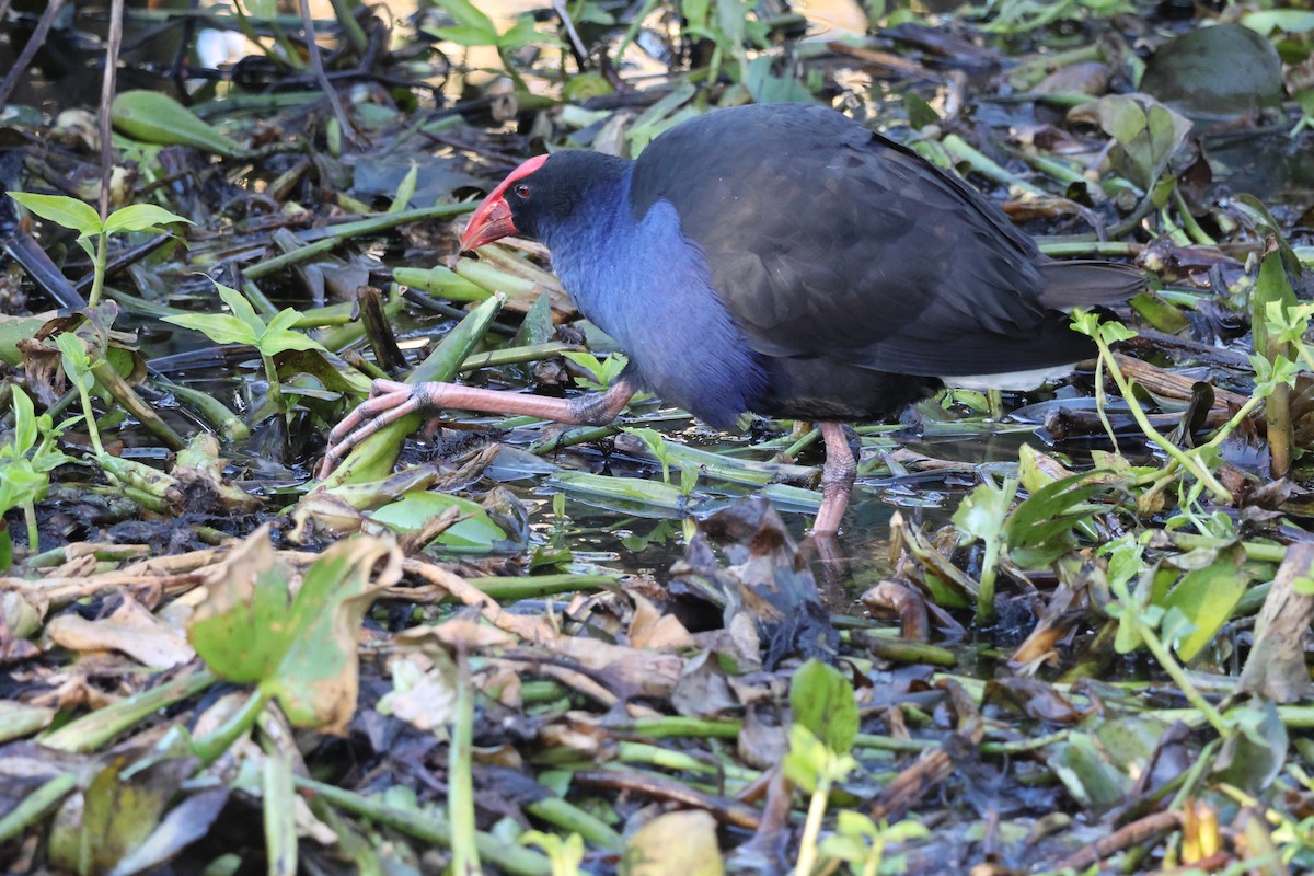 Australasian Swamphen - ML638786082