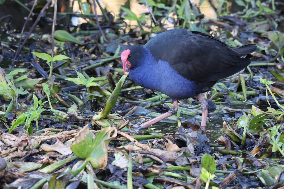 Australasian Swamphen - ML638786083