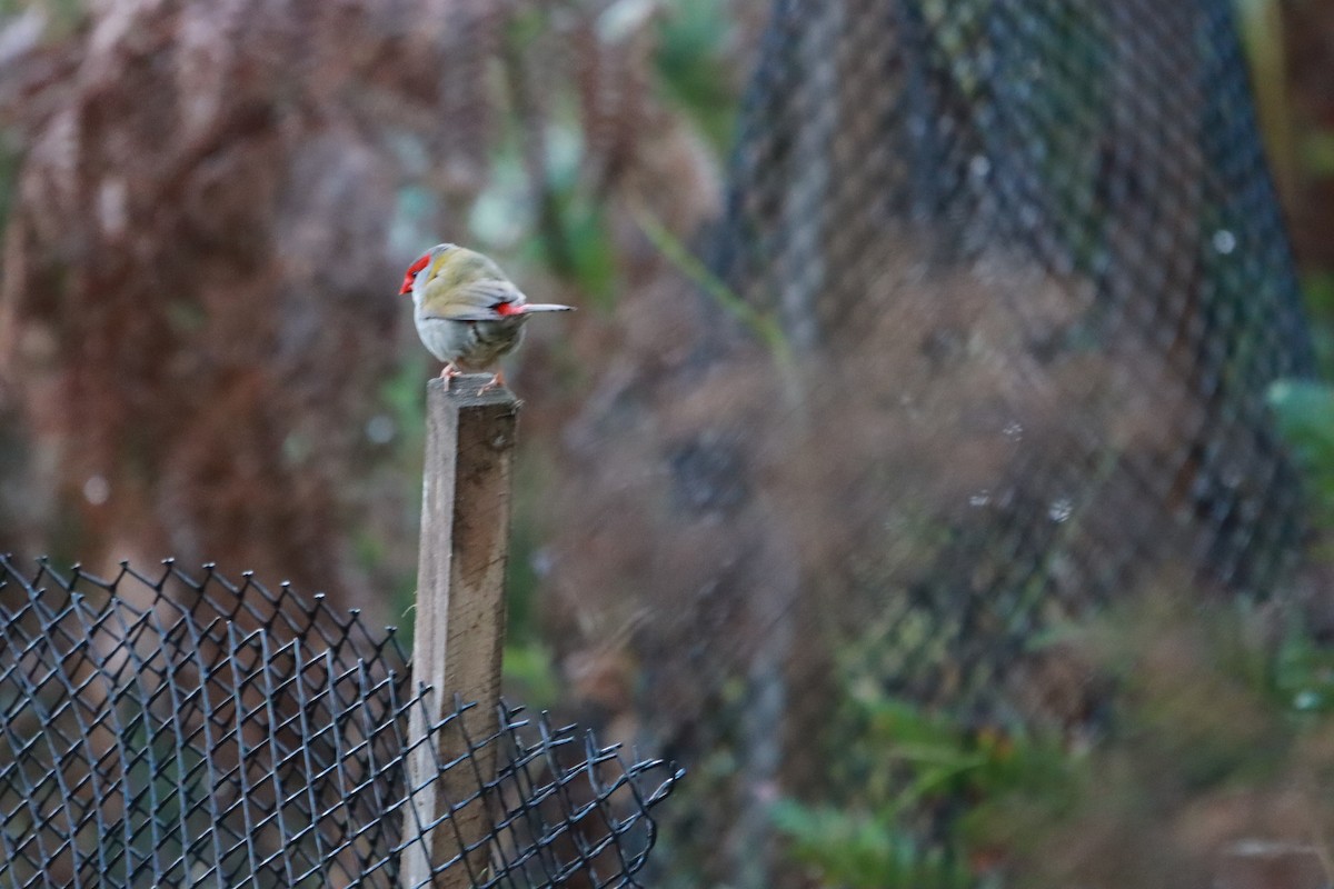 Red-browed Firetail - ML638786084