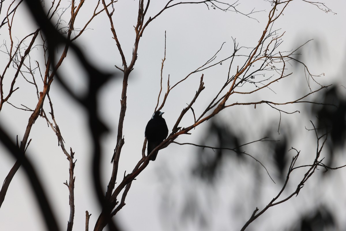 Australian Magpie - ML638786091