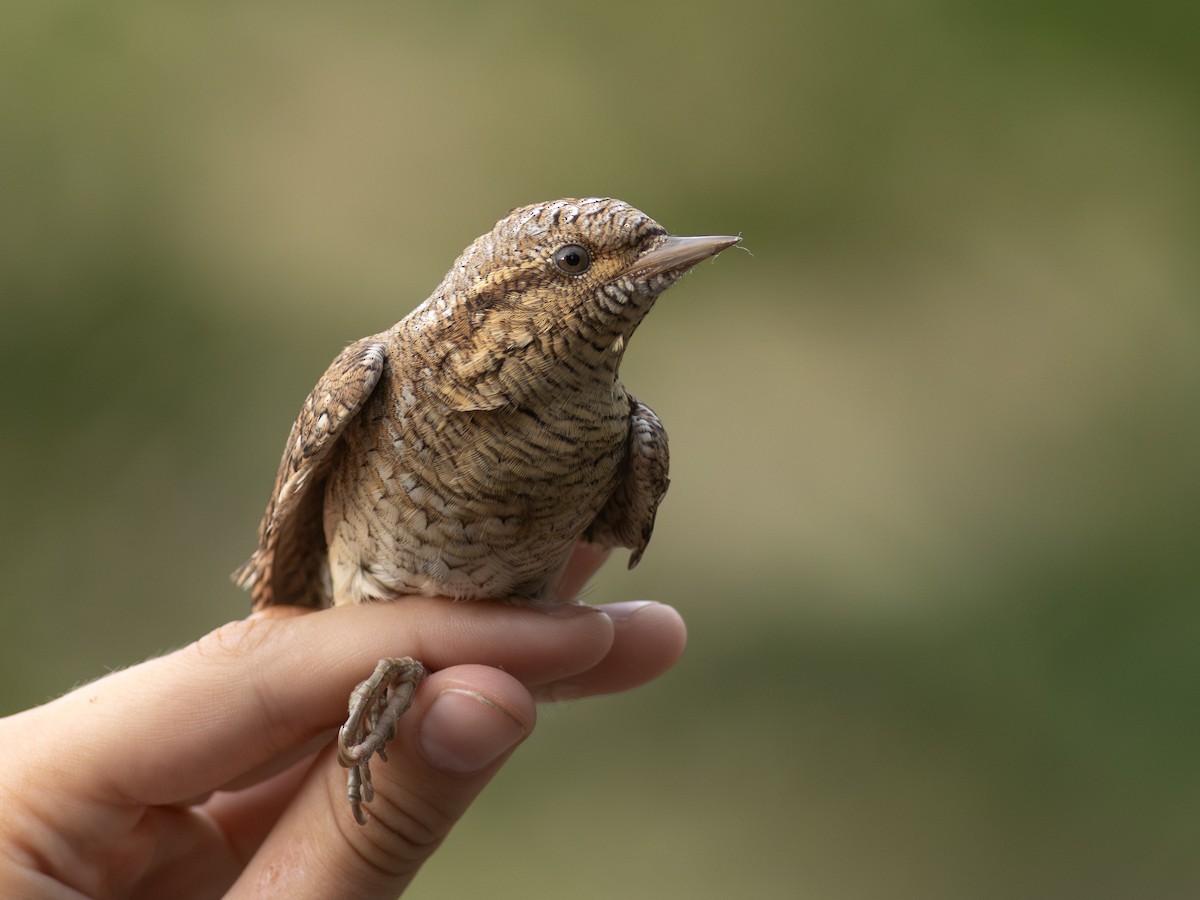 Eurasian Wryneck - ML638786098