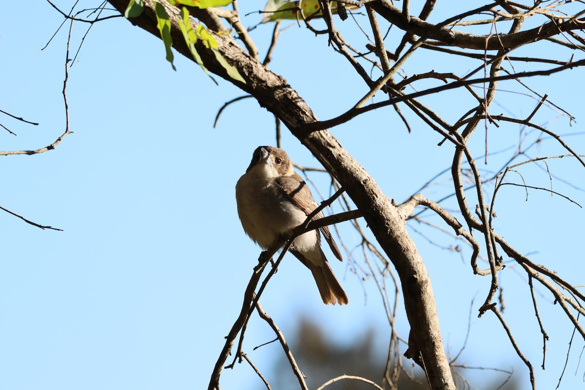 Gray Butcherbird - ML638786100