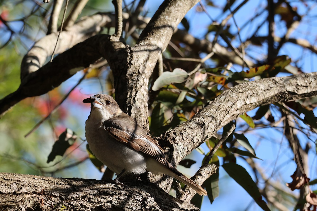 Gray Butcherbird - ML638786101
