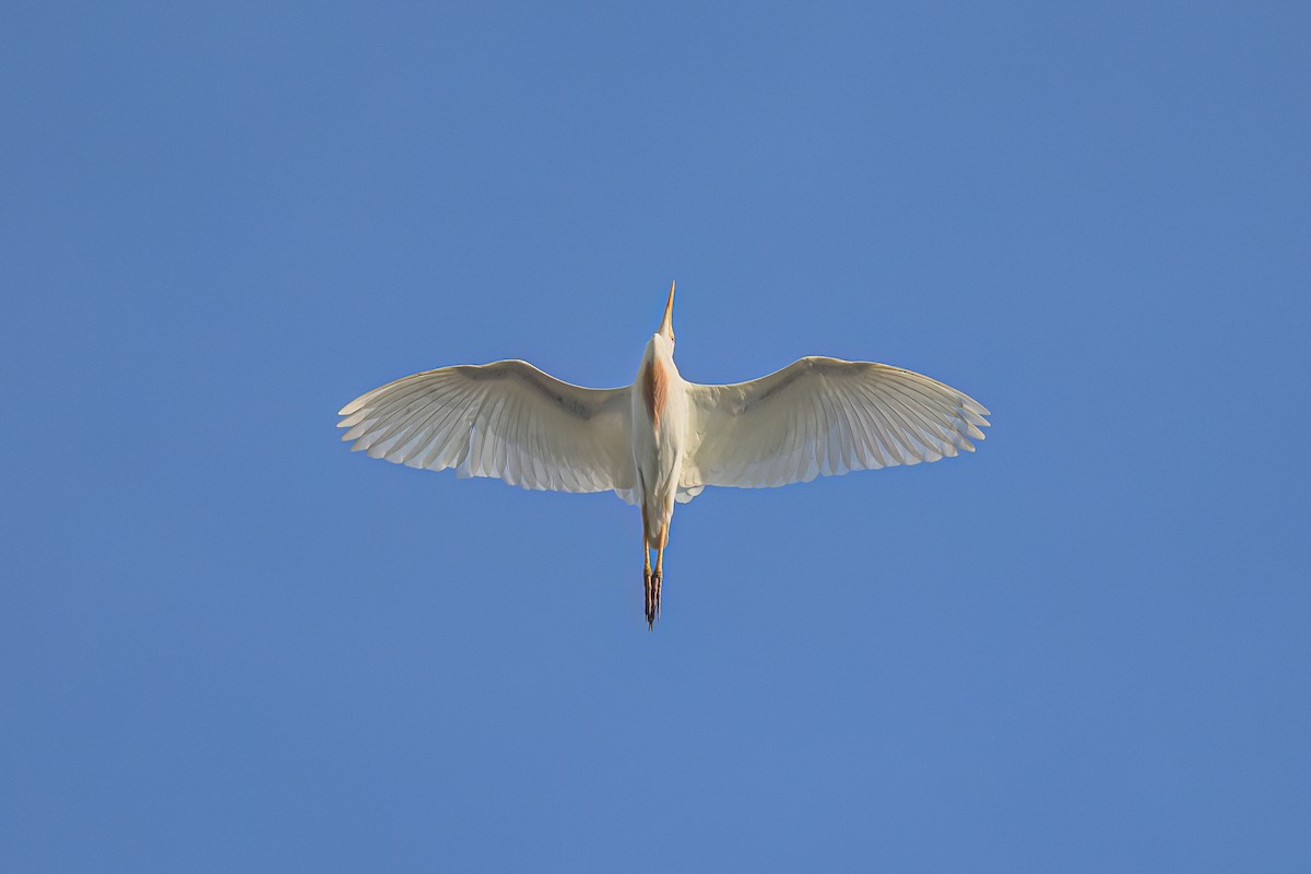 Western Cattle-Egret - ML638786102
