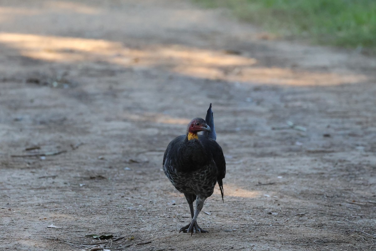 Australian Brushturkey - ML638786104