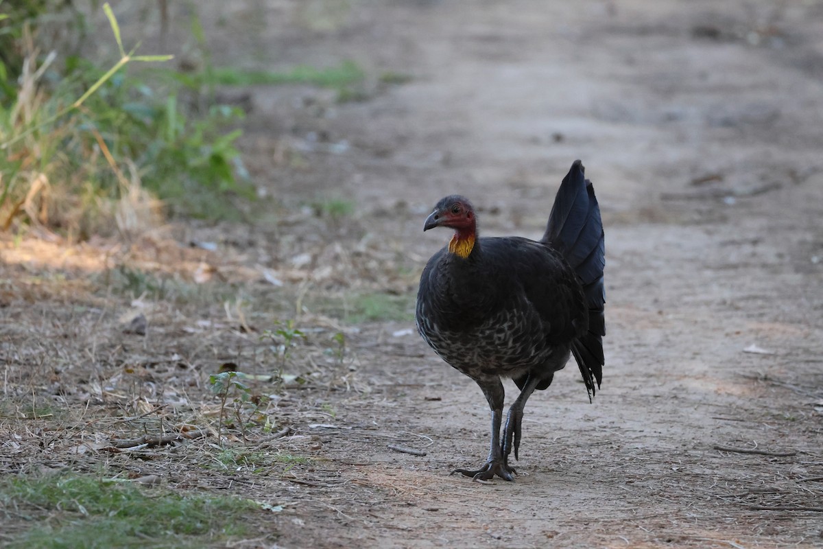 Australian Brushturkey - ML638786105