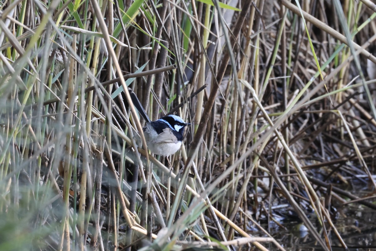 Superb Fairywren - ML638786109
