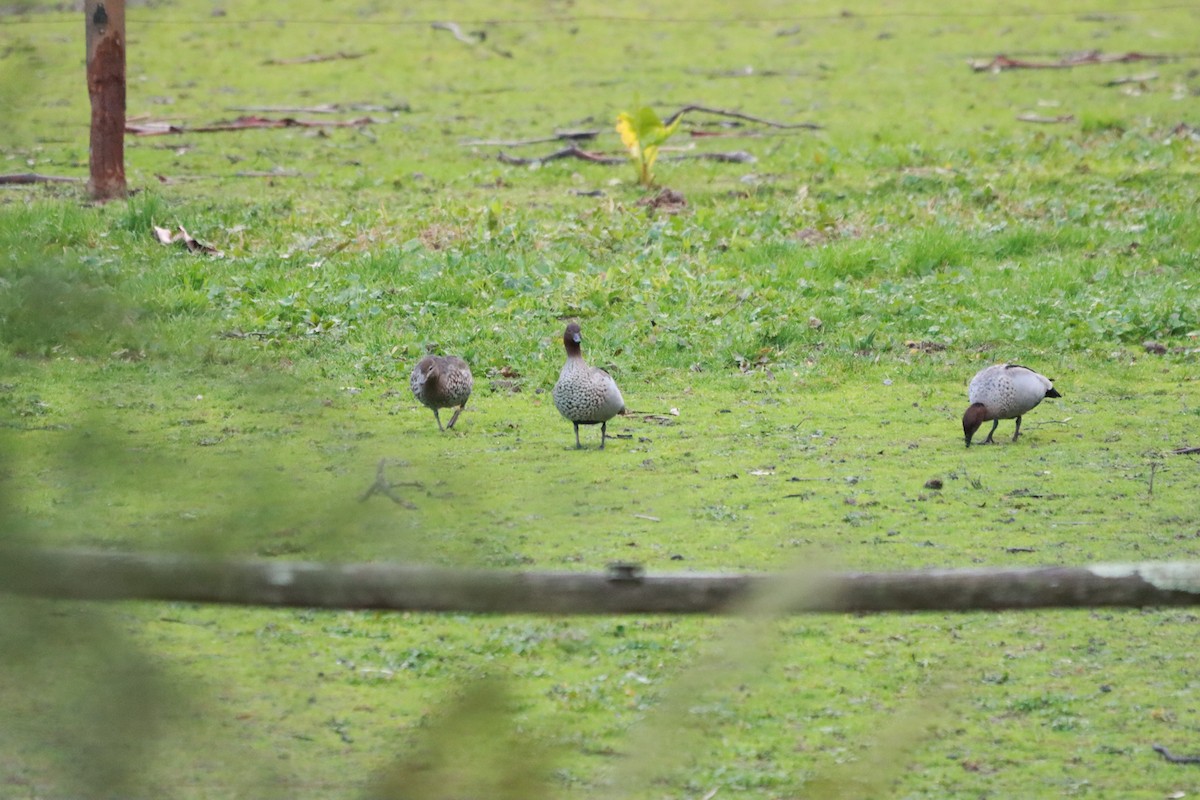 Maned Duck - ML638786111