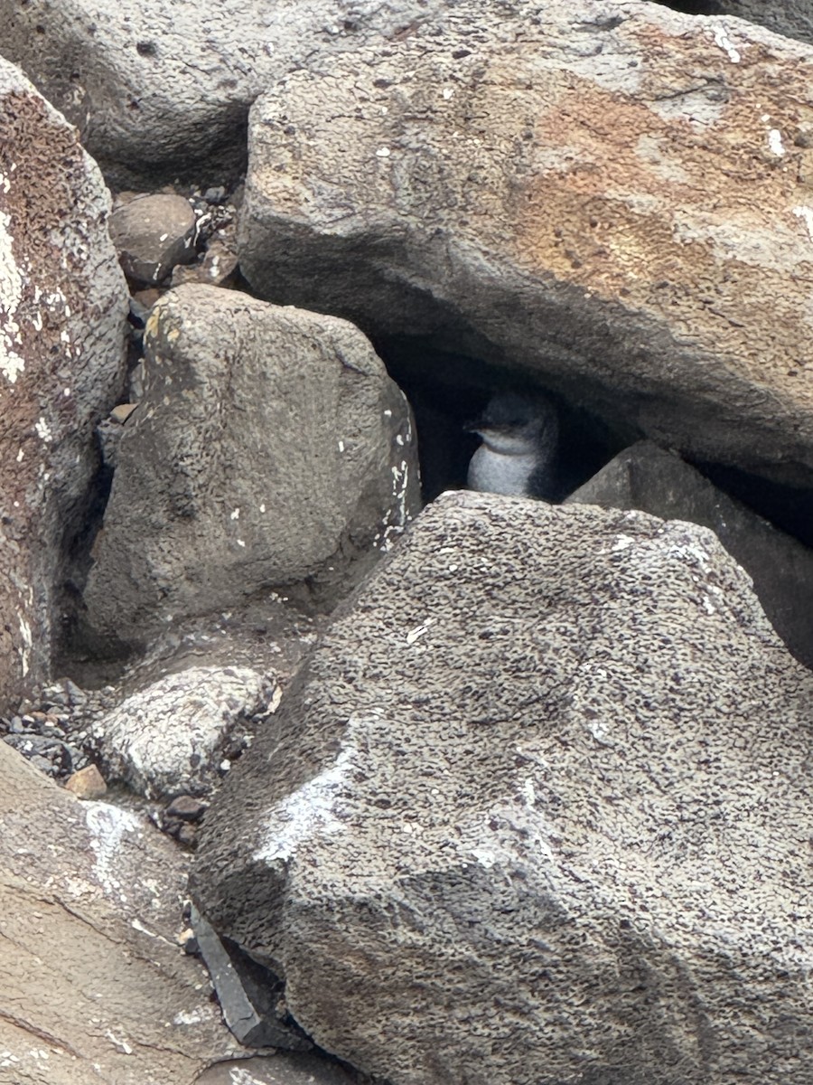 Little Penguin - ML638786120