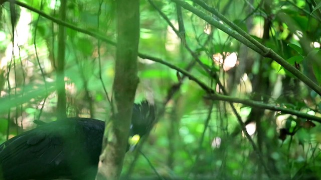 Great Curassow - ML638786127