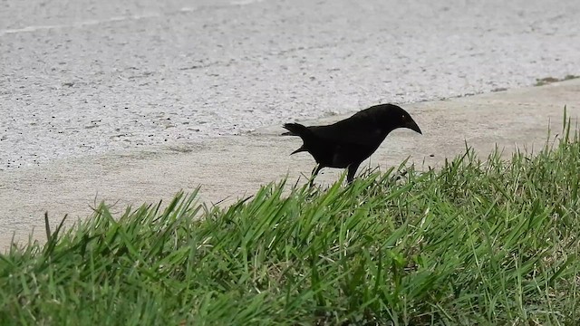 Bronzed Cowbird - ML638786195