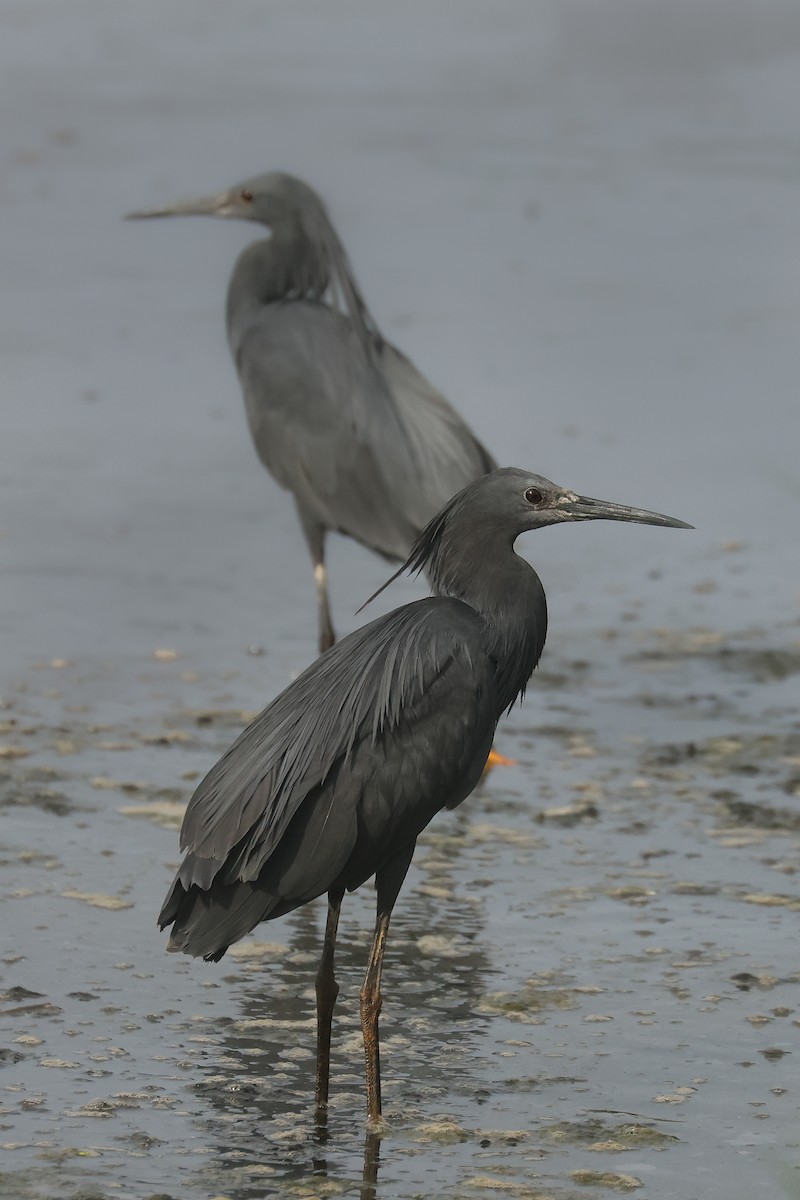 Black Heron - ML638786204