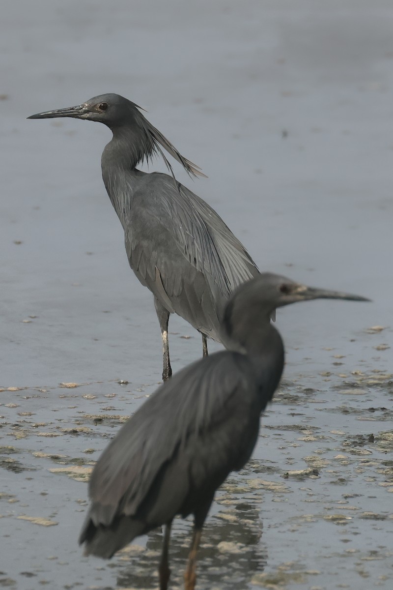 Black Heron - ML638786205