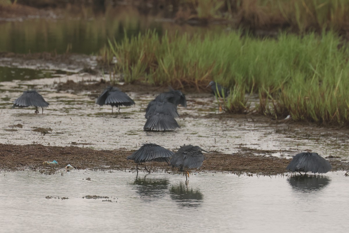 Black Heron - ML638786211