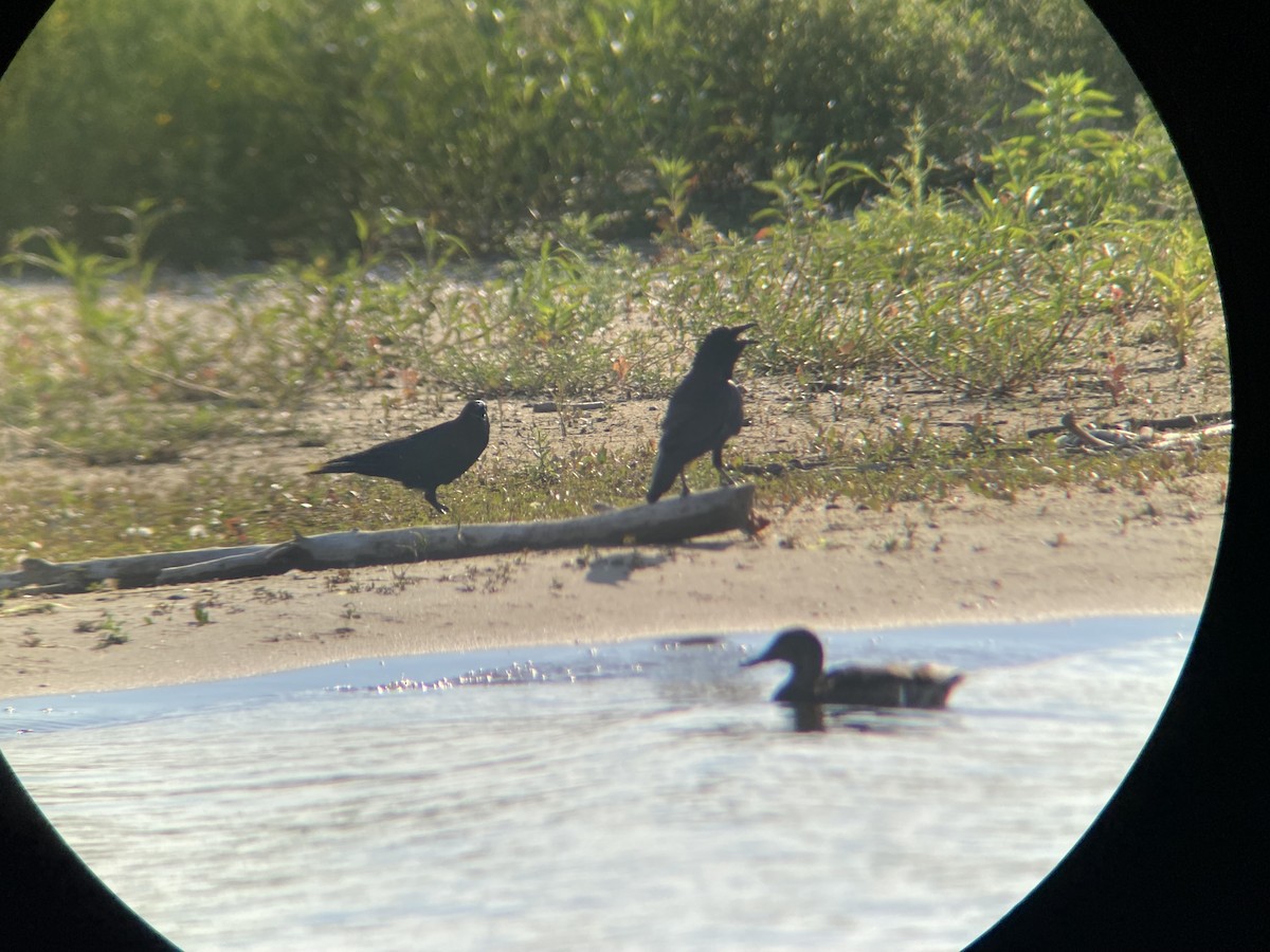 Fish Crow - ML638786216