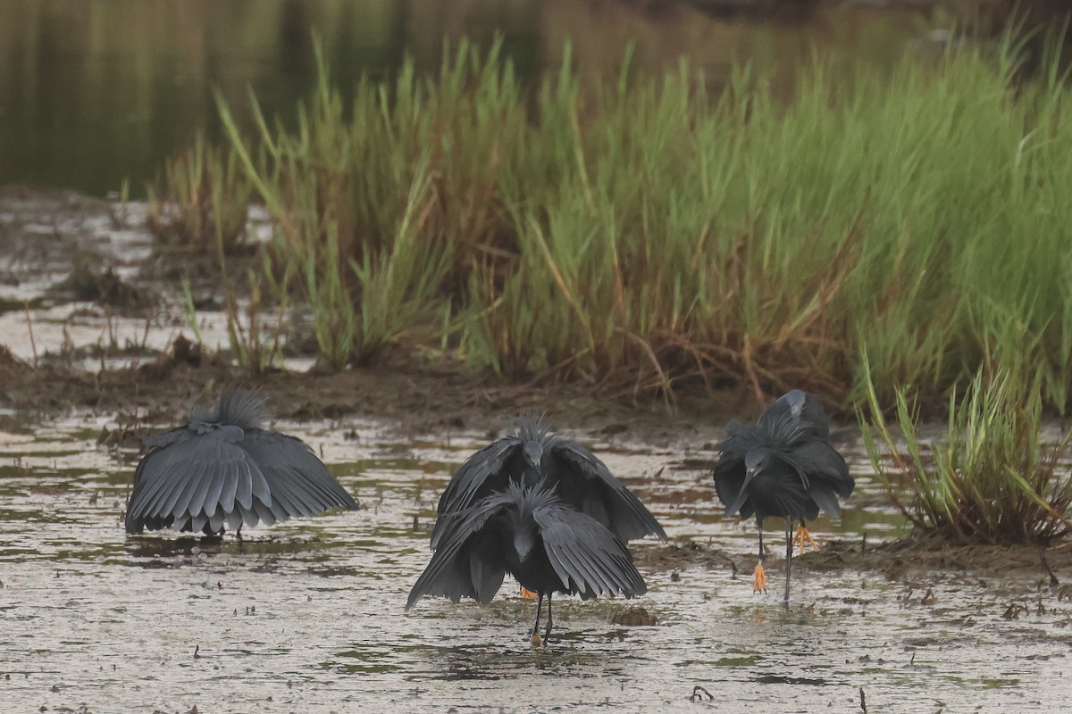 Black Heron - ML638786230