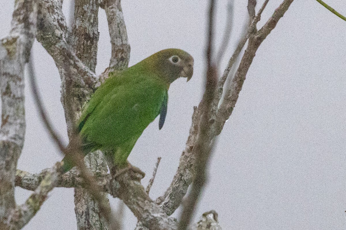 アカミミインコ - ML638786233