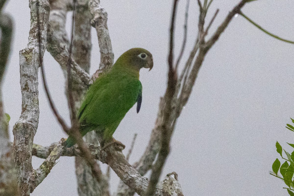 アカミミインコ - ML638786234