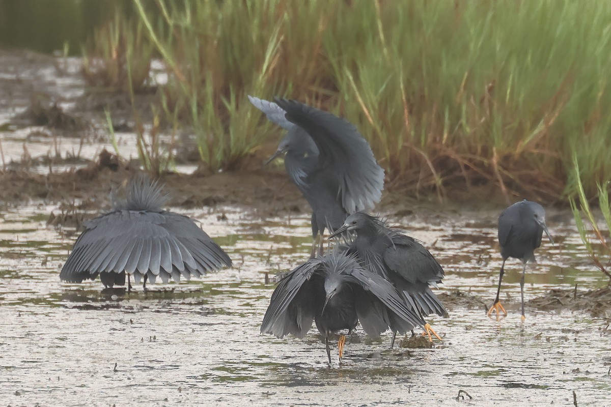 Black Heron - ML638786268