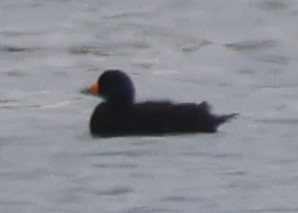 Black Scoter - ML638786301