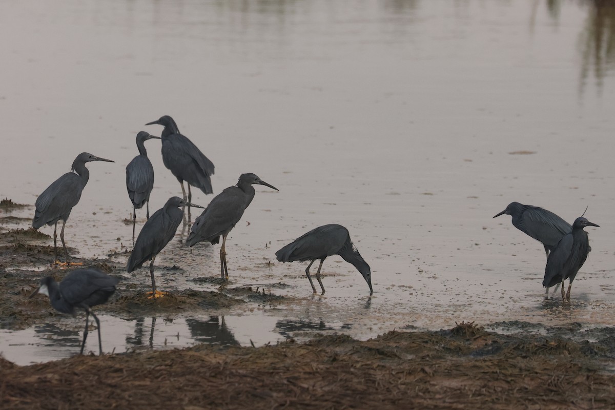 Black Heron - ML638786302