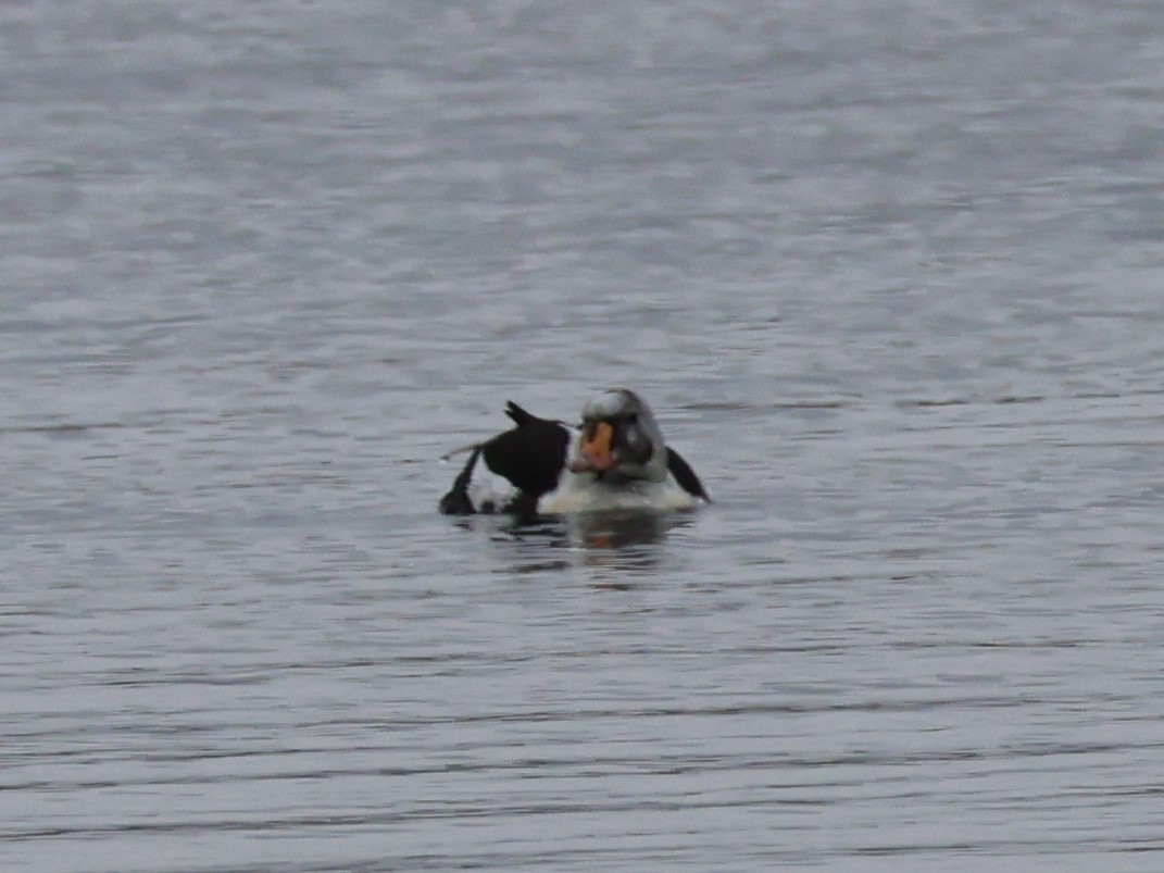 King Eider - ML638786303