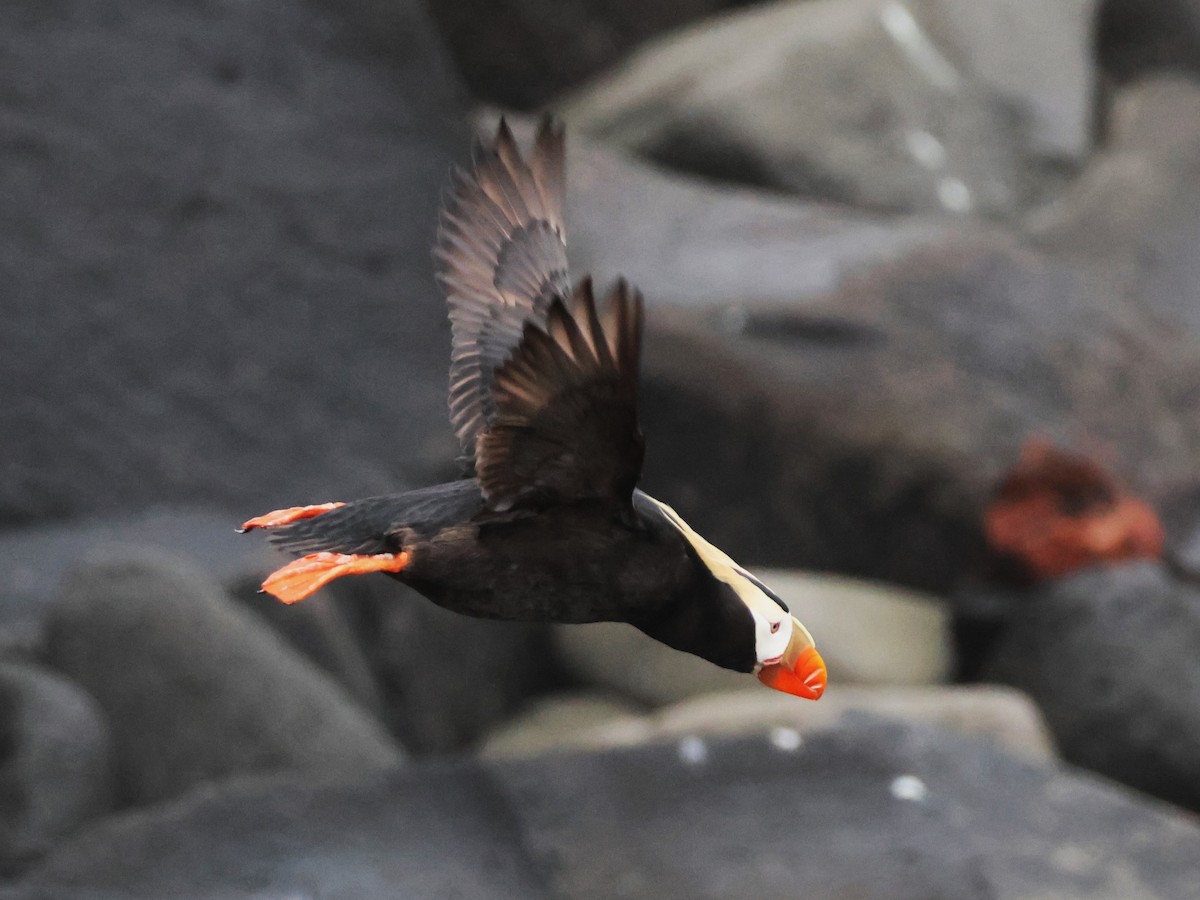 Tufted Puffin - ML638786304