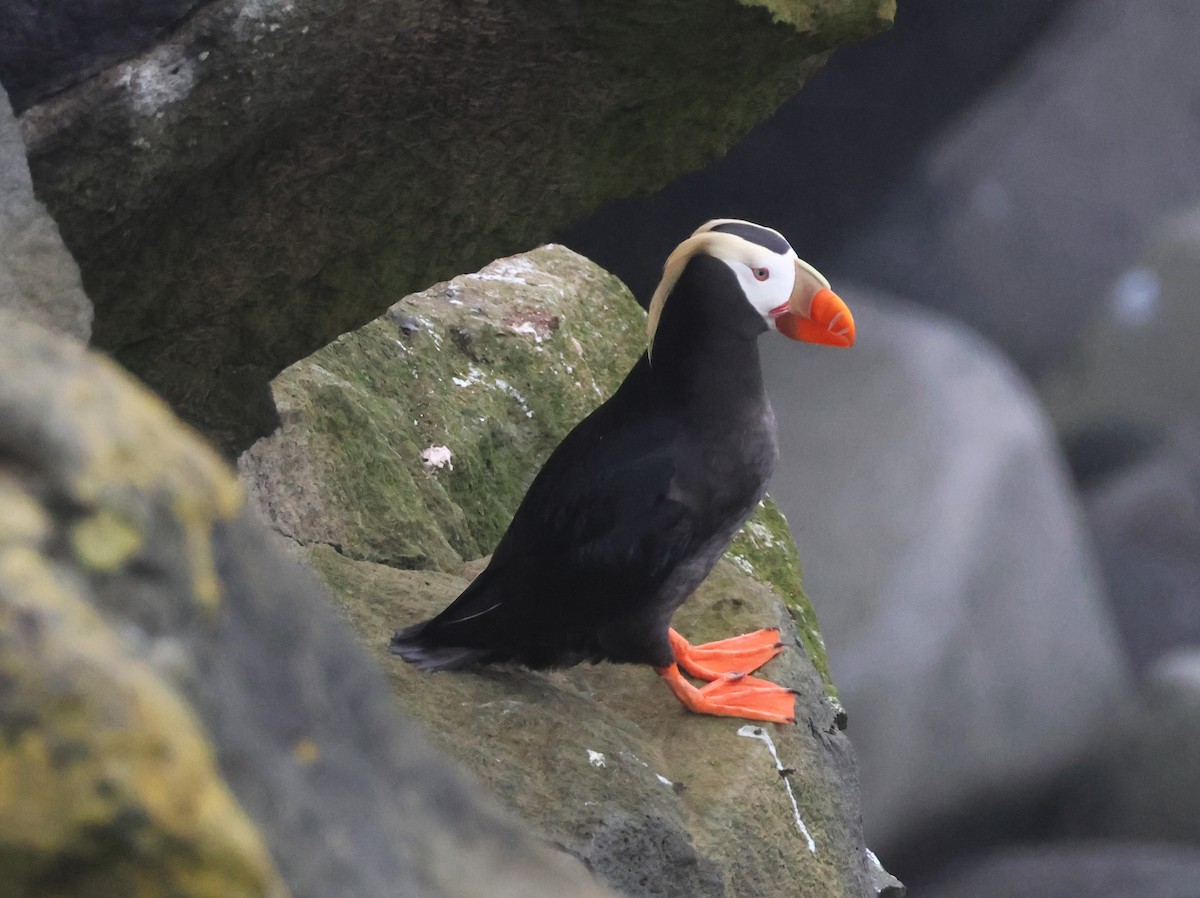 Tufted Puffin - ML638786305