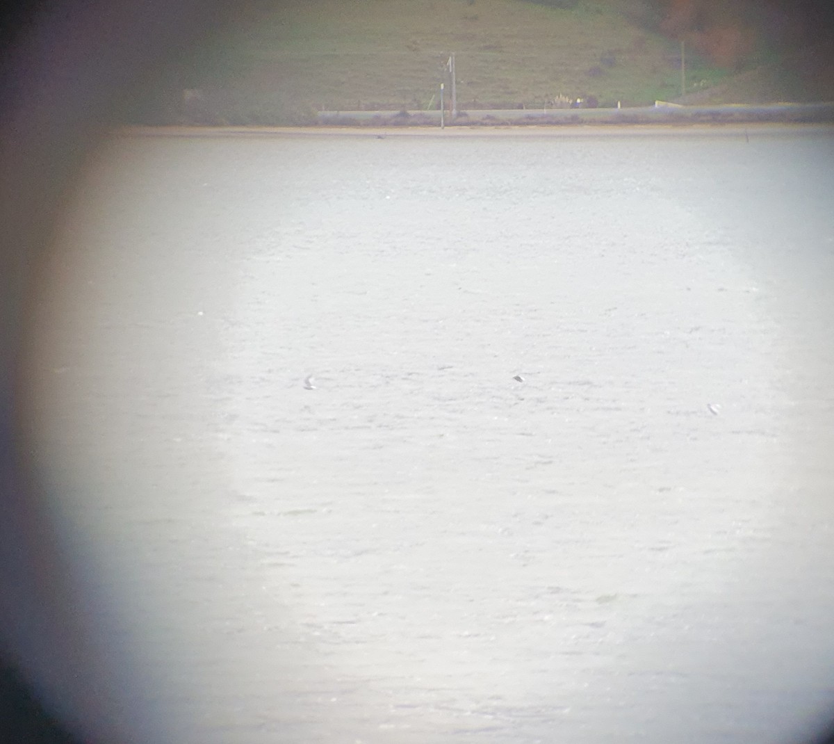 Black-fronted Tern - ML638786307