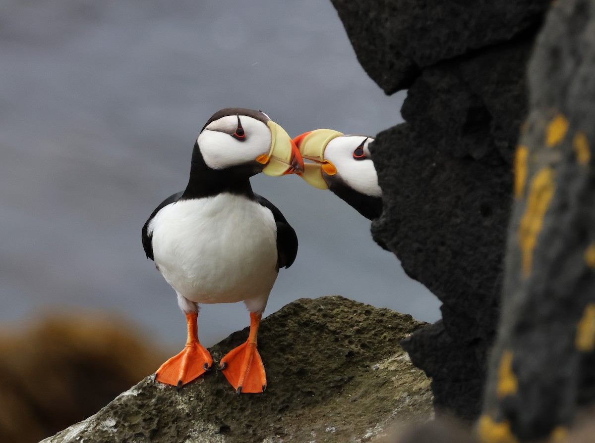 Horned Puffin - ML638786311