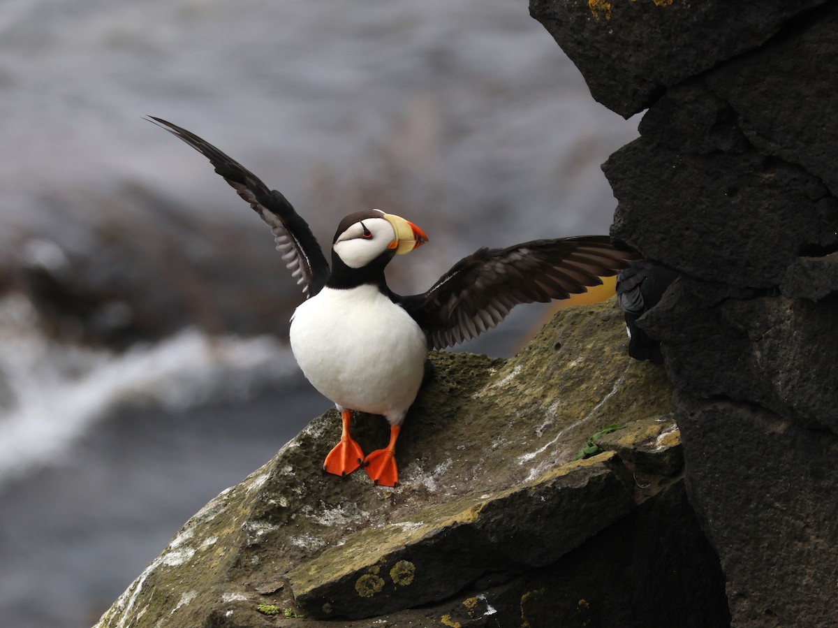 Horned Puffin - ML638786313