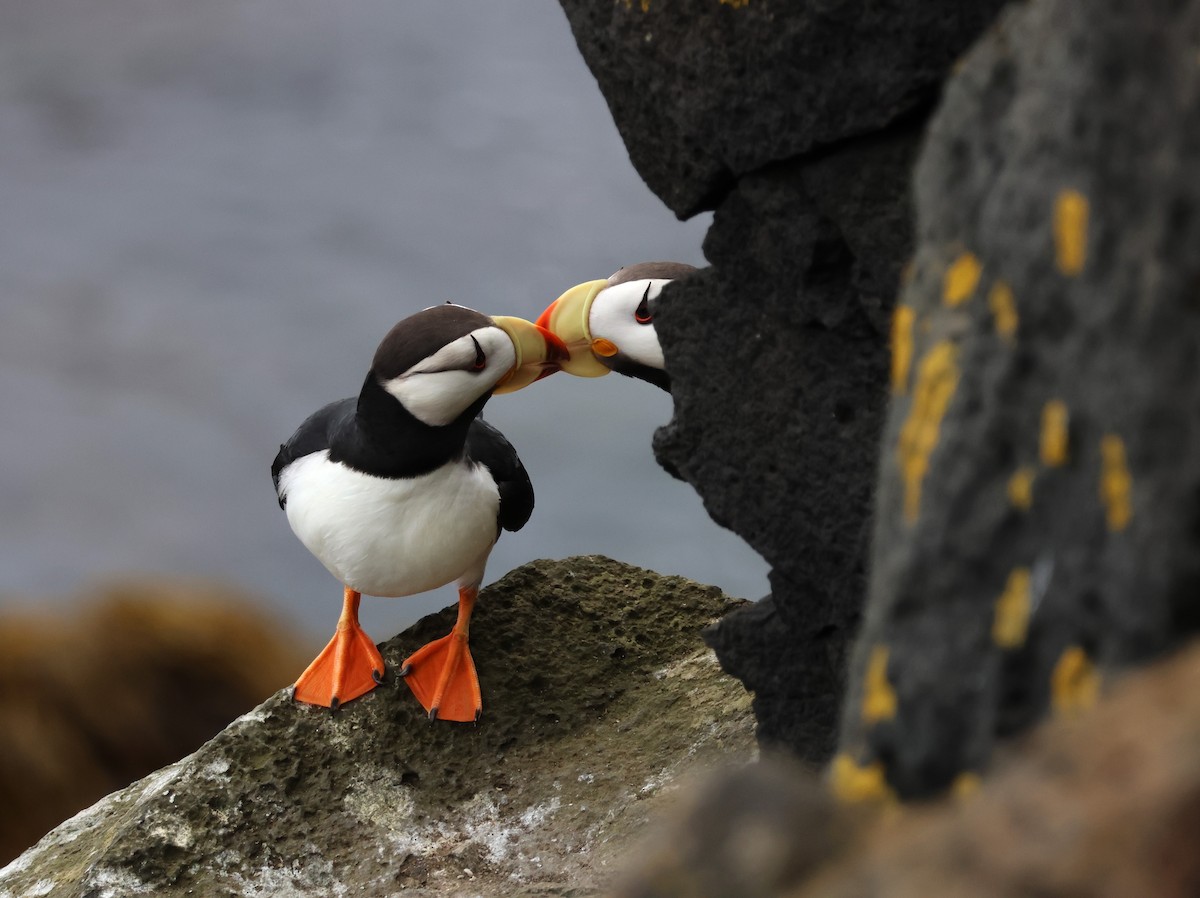Horned Puffin - ML638786314