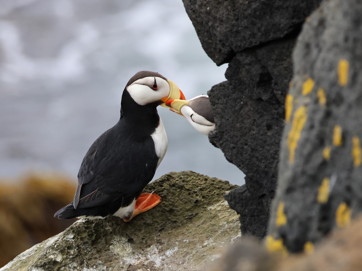 Horned Puffin - ML638786315