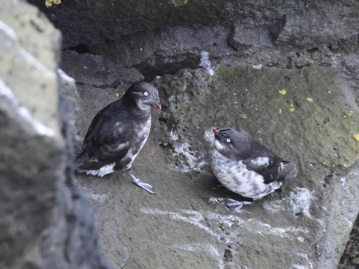 Least Auklet - ML638786316