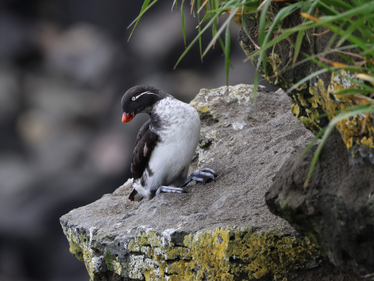 Parakeet Auklet - ML638786321