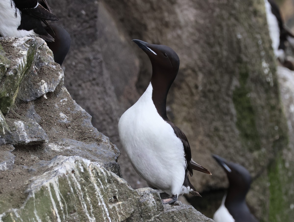 Thick-billed Murre - ML638786324