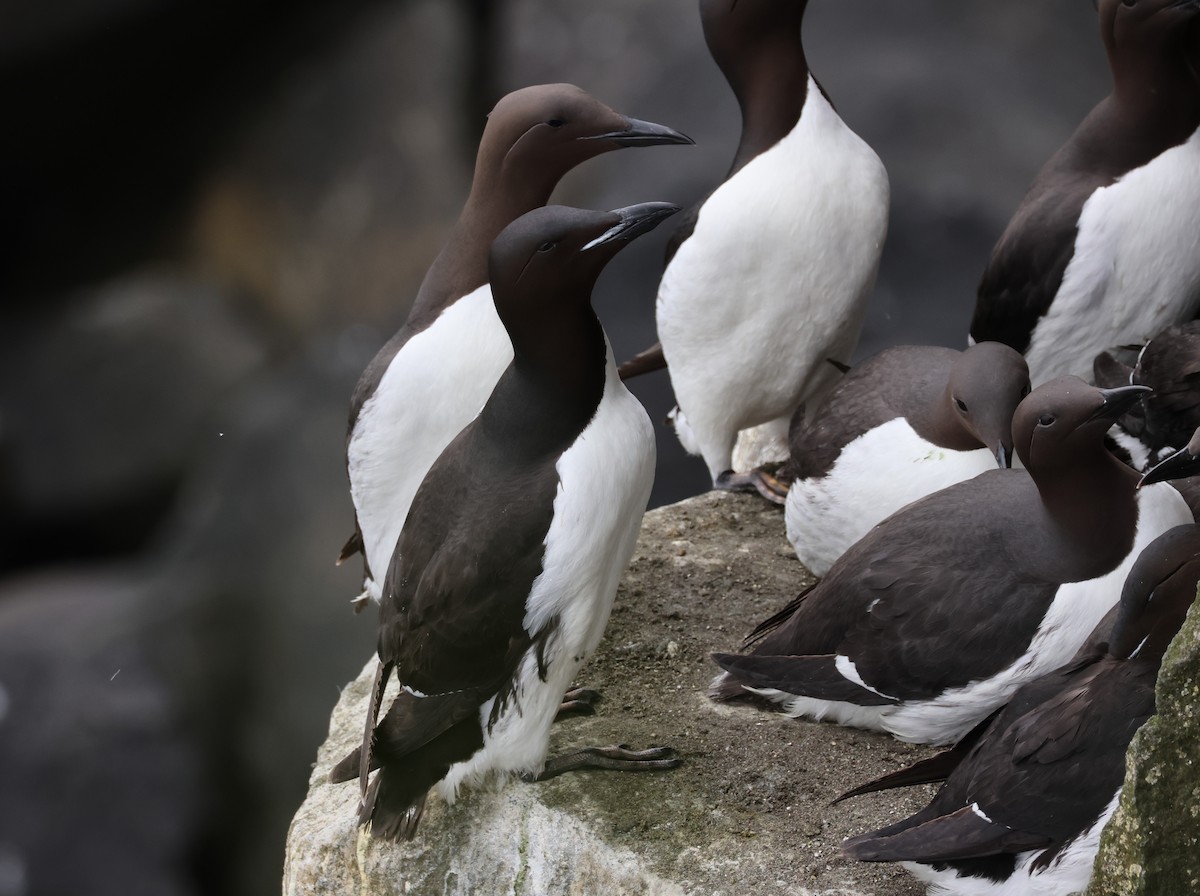 Common Murre - ML638786326