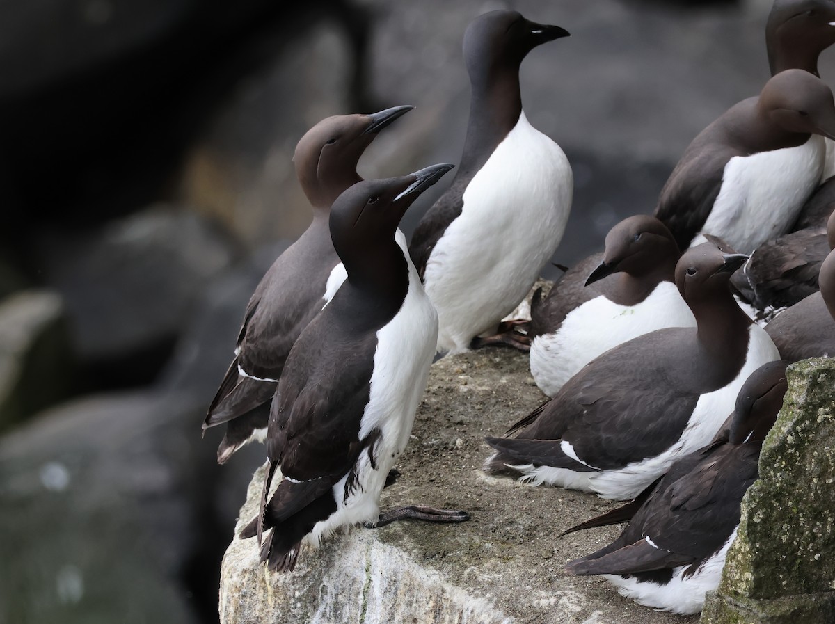 Common Murre - ML638786327