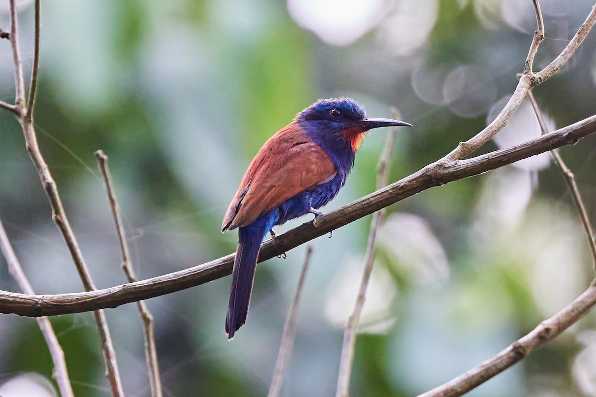 Blue-moustached Bee-eater - ML638786329