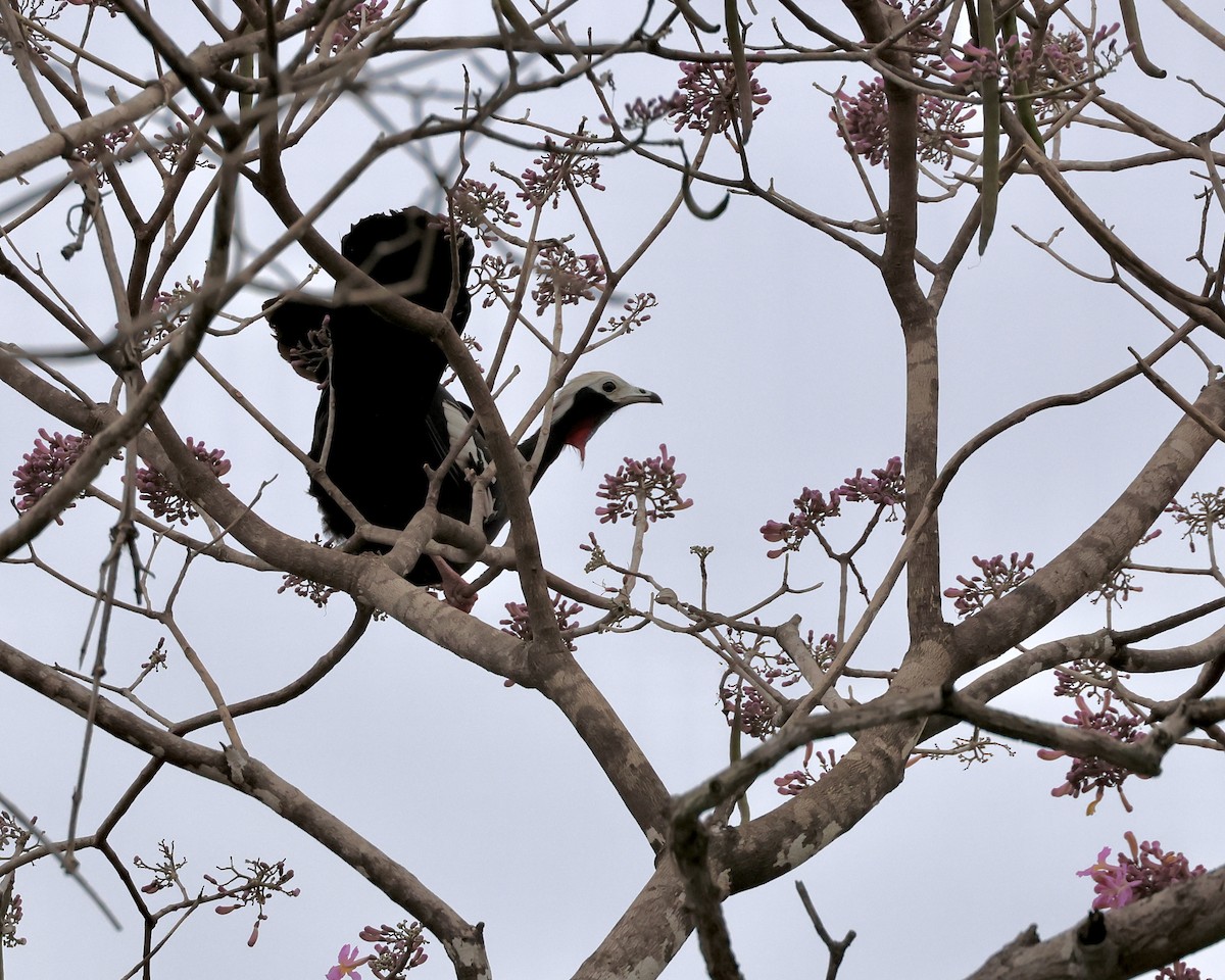 Red-throated Piping-Guan - ML638786355
