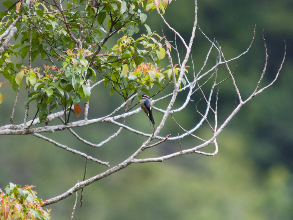 Whiskered Treeswift - ML638786364