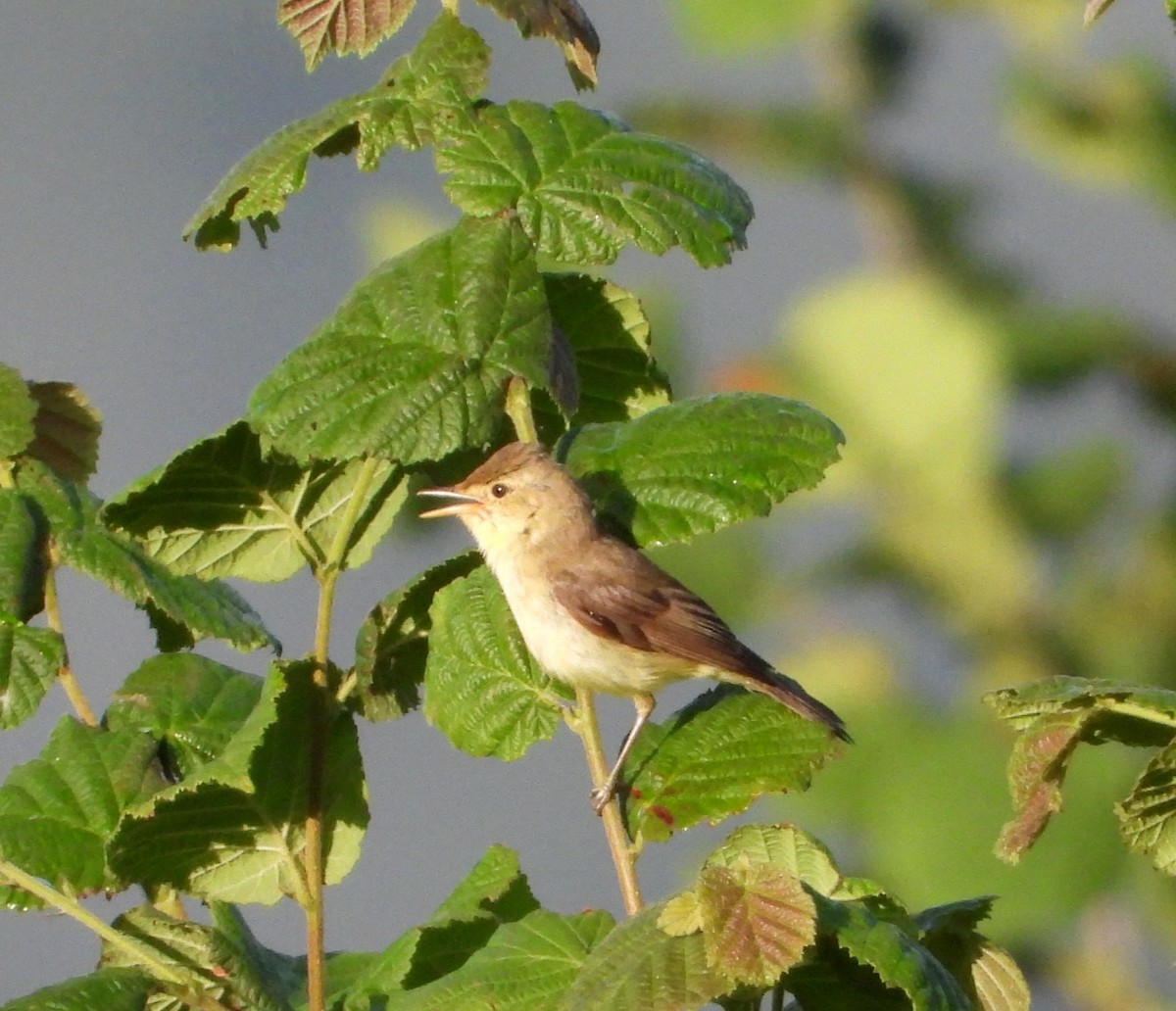 Melodious Warbler - ML638786377